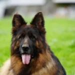 Eli Grzegor Land German Shepherd sire profile photo 01 for Royal Tribes K9 pedigree content