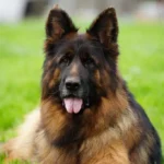 Eli Grzegor Land German Shepherd sire gallery image 02 for Royal Tribes K9 pedigree content
