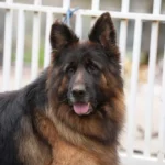 Eli Grzegor Land German Shepherd sire coat detail photo 03 for Royal Tribes K9 pedigree content