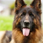 Eli Grzegor Land German Shepherd sire standing portrait 04 for Royal Tribes K9 pedigree content