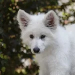 Rebel Queen White Long Coat German Shepherd Puppy gallery image 10 by Royal Tribes K9