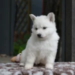 Soraya ( Female ) Full White Long Coat German Shepherd Puppy gallery image 02 by Royal Tribes K9