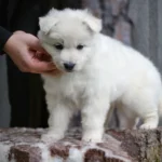 Sierra ( Female ) Full White Long Coat German Shepherd Puppy gallery image 02 by Royal Tribes K9