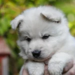 Sansa ( Female ) Long Coat German Shepherd Puppy gallery image 02 by Royal Tribes K9
