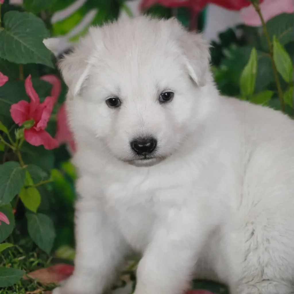 Soren ( Male ) Long Coat German Shepherd Puppy profile photo 01 by Royal Tribes K9