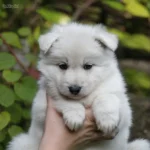 Sierra ( Female ) Full White Long Coat German Shepherd Puppy profile photo 01 by Royal Tribes K9