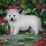 Selene ( Female ) Long Coat German Shepherd Puppy coat detail photo 03 by Royal Tribes K9