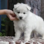 Sierra ( Female ) Full White Long Coat German Shepherd Puppy coat detail photo 03 by Royal Tribes K9