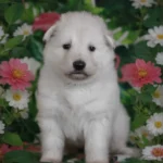 Selene ( Female ) Long Coat German Shepherd Puppy standing portrait 04 by Royal Tribes K9