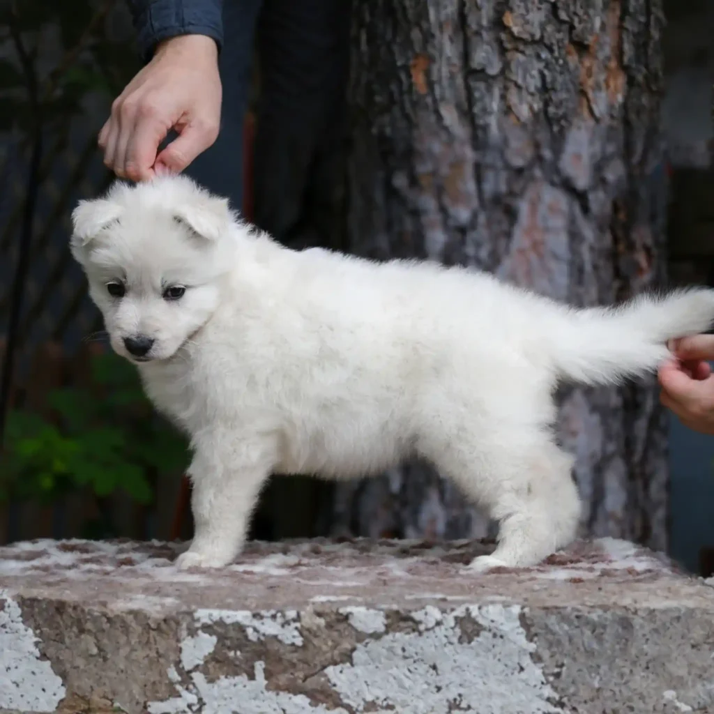 Sierra ( Female ) Full White Long Coat German Shepherd Puppy standing portrait 04 by Royal Tribes K9 in Little Rock, Arkansas