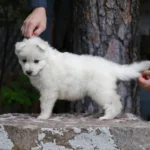 Sierra ( Female ) Full White Long Coat German Shepherd Puppy standing portrait 04 by Royal Tribes K9
