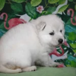 Sansa ( Female ) Long Coat German Shepherd Puppy puppy profile image 05 by Royal Tribes K9