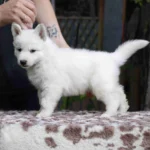 Soren ( Male ) Long Coat German Shepherd Puppy breed profile photo 07 by Royal Tribes K9