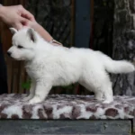 Soraya ( Female ) Full White Long Coat German Shepherd Puppy profile photo 01 by Royal Tribes K9