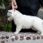 Selene ( Female ) Long Coat German Shepherd Puppy profile photo 01 by Royal Tribes K9