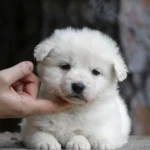 Silas ( Male ) Full White Long Coat German Shepherd Puppy puppy profile image 05 by Royal Tribes K9