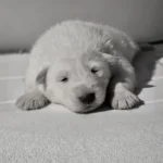 Magnus ( Male) Full White Long Coat German Shepherd Puppy coat detail photo 03 by Royal Tribes K9