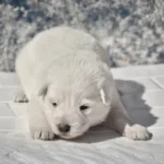 Monroe ( Female) Full White Long Coat German Shepherd Puppy standing portrait 04 by Royal Tribes K9