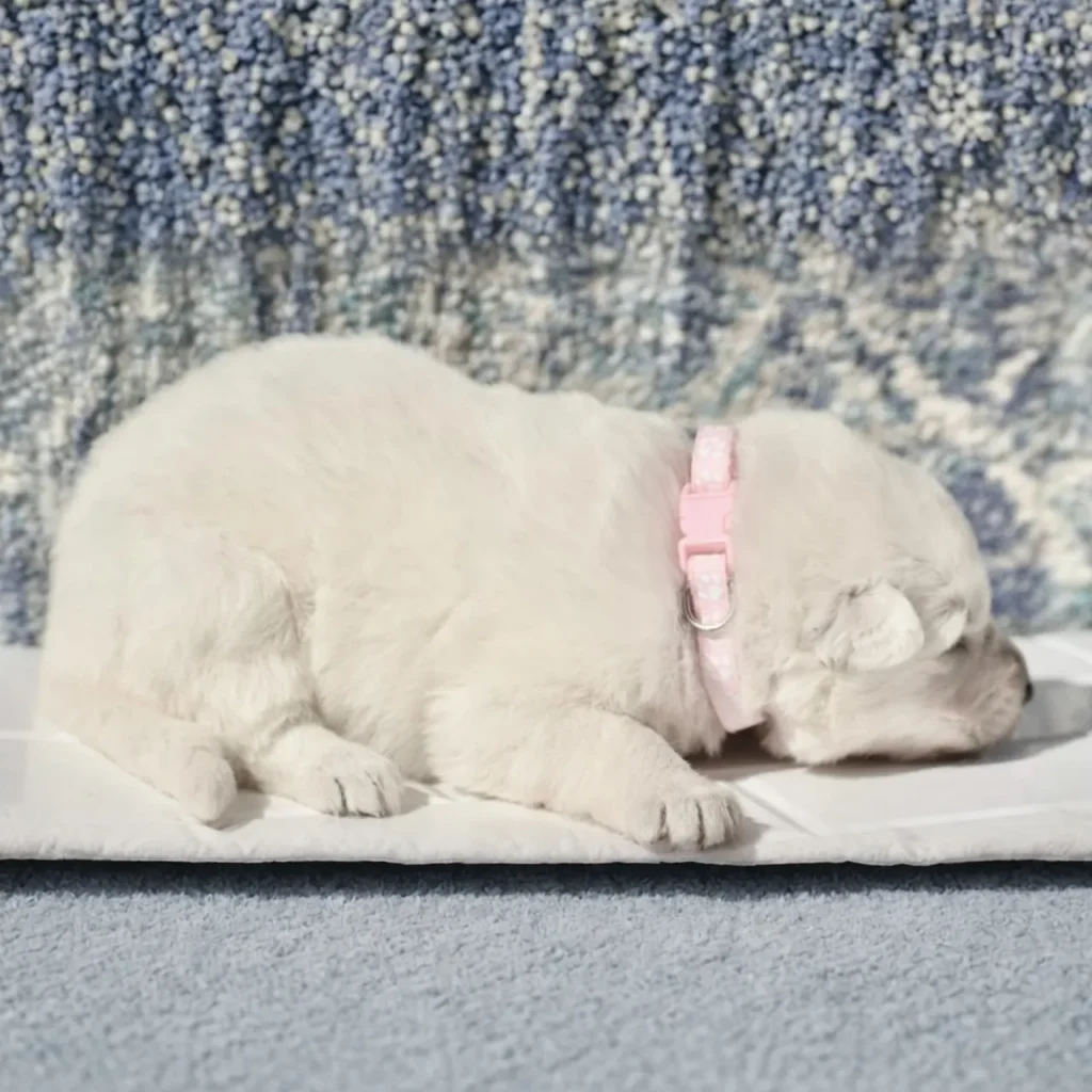 Maisie ( Female) Full White Long Coat German Shepherd Puppy profile photo 01 by Royal Tribes K9