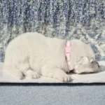 Maisie ( Female) Full White Long Coat German Shepherd Puppy profile photo 01 by Royal Tribes K9