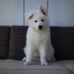 Miko ( Male) Full White Long Coat German Shepherd Puppy puppy profile image 05 by Royal Tribes K9