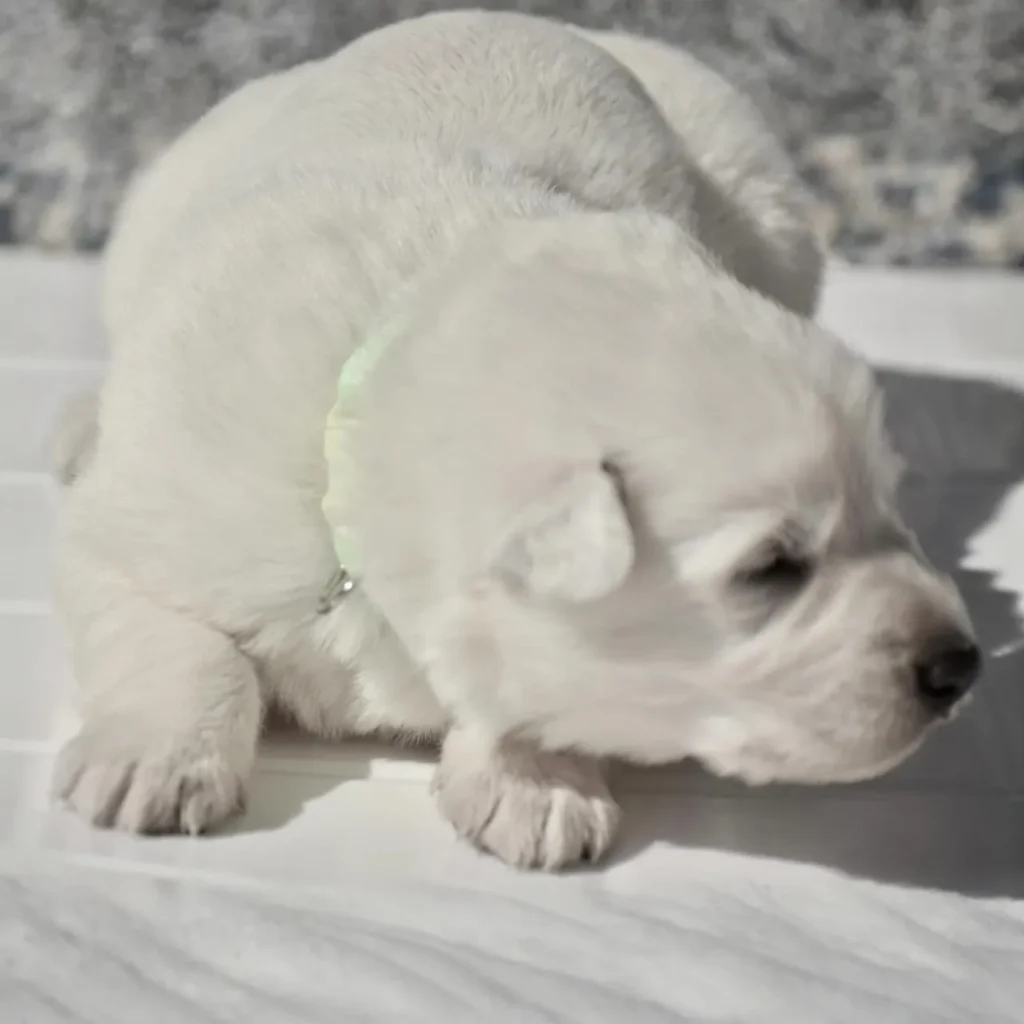 German Shepherd puppies for sale in Jackson - Mila ( Female) Full White Long Coat German Shepherd Puppy clean website photo