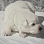 Mila ( Female) Full White Long Coat German Shepherd Puppy clean website photo 06 by Royal Tribes K9