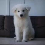 Magnus ( Male) Full White Long Coat German Shepherd Puppy standing portrait 04 by Royal Tribes K9