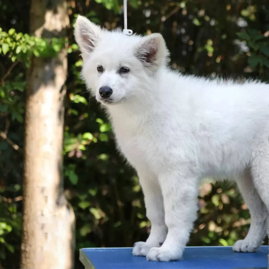Rebel Queen White Long Coat German Shepherd Puppy profile photo 01 by Royal Tribes K9