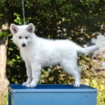Rebel Queen White Long Coat German Shepherd Puppy puppy profile image 13 by Royal Tribes K9