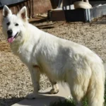 MALIBU ANGEL German Shepherd dam coat detail photo 03 for Royal Tribes K9 pedigree content