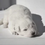 Monty ( Male) Full White Long Coat German Shepherd Puppy coat detail photo 03 by Royal Tribes K9
