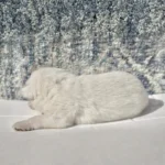Magnus ( Male) Full White Long Coat German Shepherd Puppy puppy profile image 05 by Royal Tribes K9