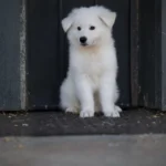 Magnus ( Male) Full White Long Coat German Shepherd Puppy clean website photo 06 by Royal Tribes K9