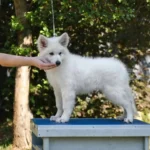 Rebel Queen White Long Coat German Shepherd Puppy gallery image 02 by Royal Tribes K9