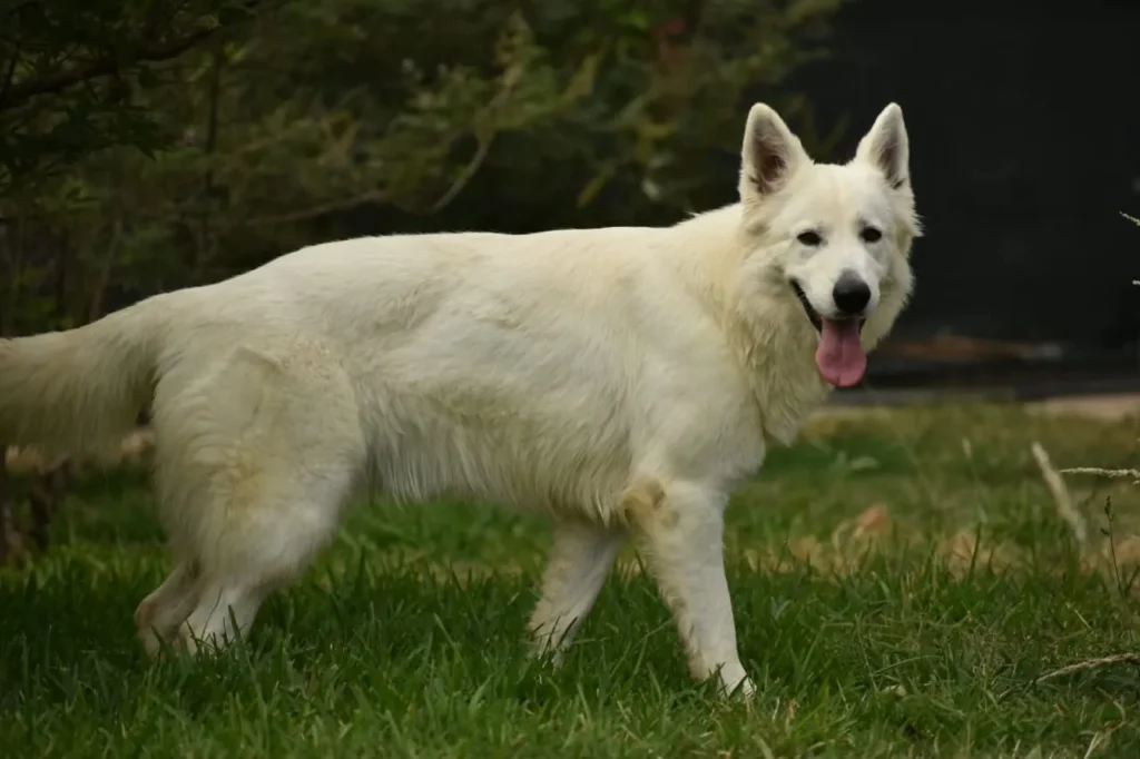 MALIBU ANGEL German Shepherd dam profile photo 01 for Royal Tribes K9 pedigree content