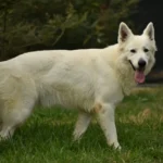 MALIBU ANGEL German Shepherd dam profile photo 01 for Royal Tribes K9 pedigree content