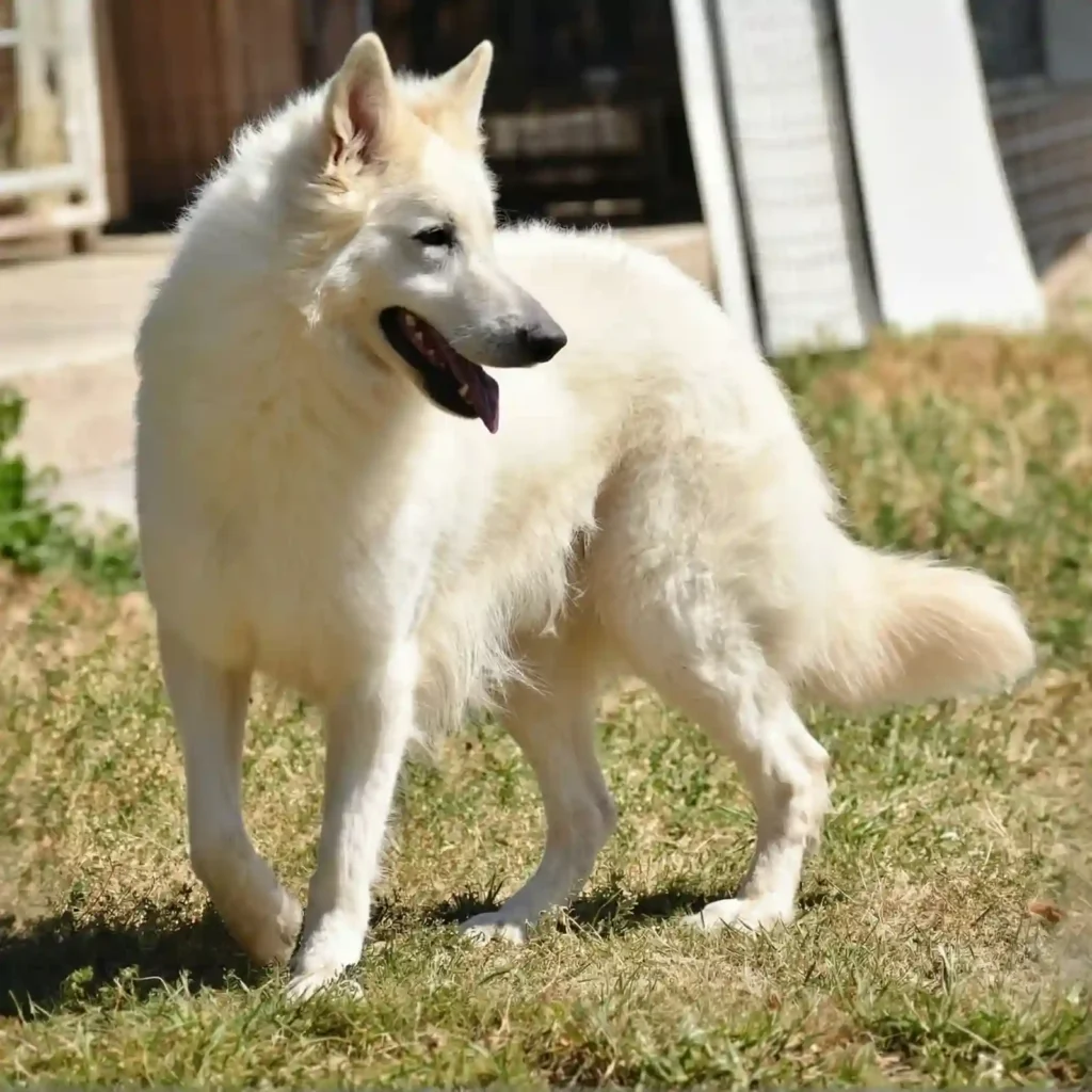 FI LOUIE Z. ANA German Shepherd sire profile photo 01 for Royal Tribes K9 pedigree content