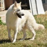 FI LOUIE Z. ANA German Shepherd sire profile photo 01 for Royal Tribes K9 pedigree content