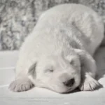 Magnus ( Male) Full White Long Coat German Shepherd Puppy profile photo 01 by Royal Tribes K9