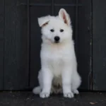 Miko ( Male) Full White Long Coat German Shepherd Puppy breed profile photo 07 by Royal Tribes K9