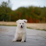 Yukon White Long Coat German Shepherd Puppy puppy profile image 05 by Royal Tribes K9