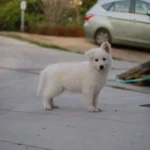 Yara White Long Coat German Shepherd Puppy gallery image 02 by Royal Tribes K9