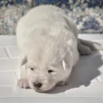 Marn ( Female) Full White Long Coat German Shepherd Puppy standing portrait 04 by Royal Tribes K9