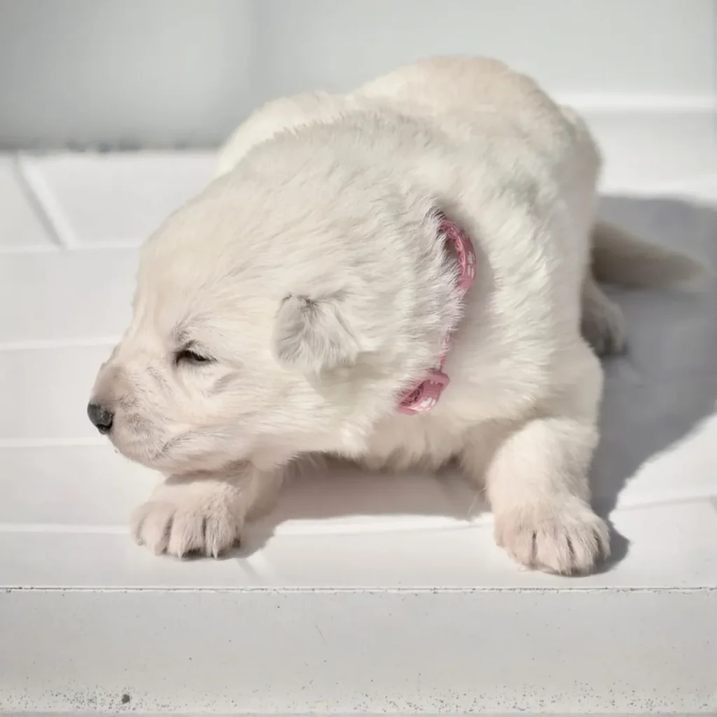 Monroe ( Female) Full White Long Coat German Shepherd Puppy profile photo 01 by Royal Tribes K9