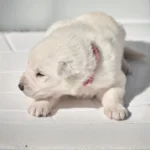 Monroe ( Female) Full White Long Coat German Shepherd Puppy profile photo 01 by Royal Tribes K9