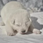 Monroe ( Female) Full White Long Coat German Shepherd Puppy gallery image 02 by Royal Tribes K9