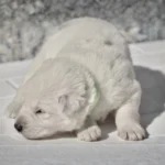 Mila ( Female) Full White Long Coat German Shepherd Puppy profile photo 01 by Royal Tribes K9