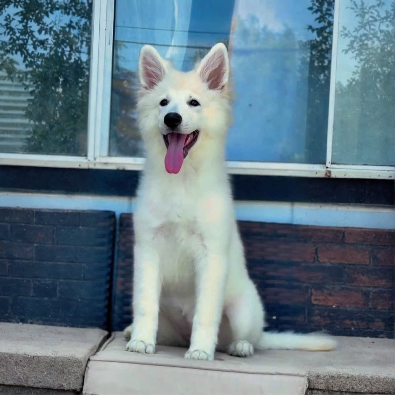 Mila ( Female)