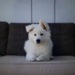 Miko ( Male) Full White Long Coat German Shepherd Puppy profile photo 01 by Royal Tribes K9
